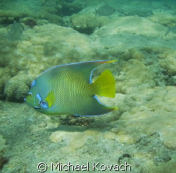 Queen Angel on the inside reef at Lauderdale by the Sea by Michael Kovach 